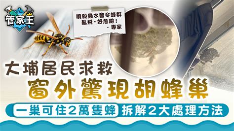 窗外有蜂巢|大埔居民窗外惊现胡蜂巢 发文求救应找谁处理？ 专家吁保持距离